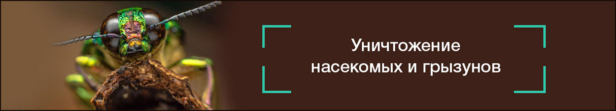 дезинсекции и дератизации